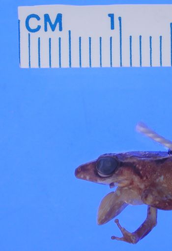 Media type: image; Herpetology A-43231